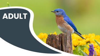 A bluebird perched on a wooden post with flowers around it and the word "ADULT" on the left.
