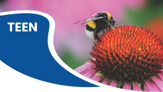 Bumblebee on a colorful flower with "TEEN" text in a blue wave shape.